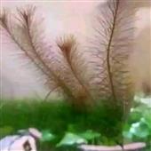 Gi