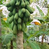 Đồ