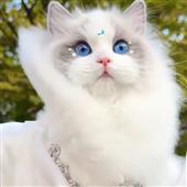 Vĩ