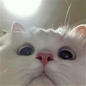 Ng
